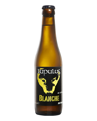 Lupulus Blanche VC
Harasse Belgique